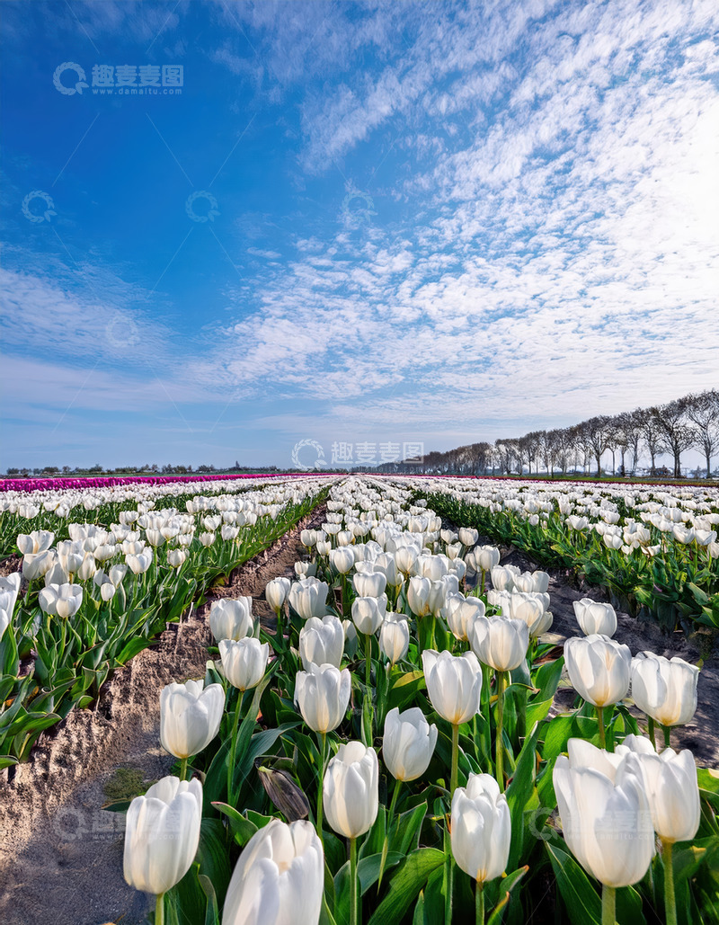 高清大图下载【趣麦麦图】蓝天白云下的纯白郁金香花田