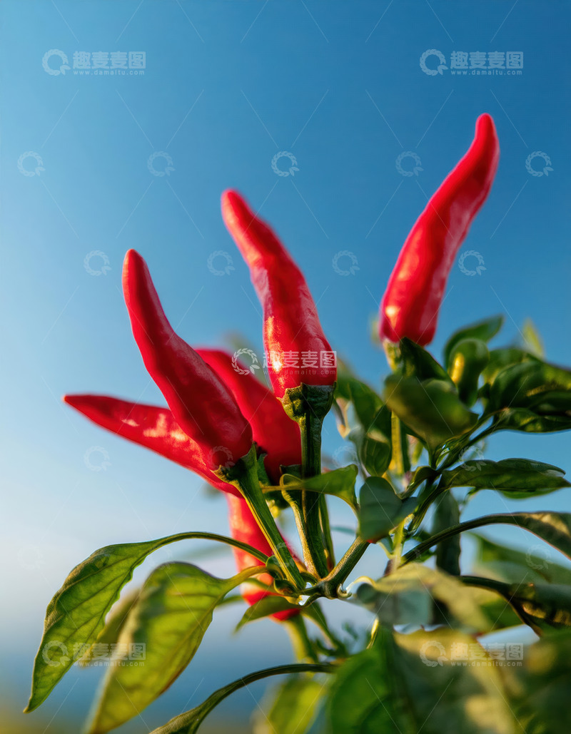 高清大图下载【趣麦麦图】蓝天绿叶间的艳红辣椒