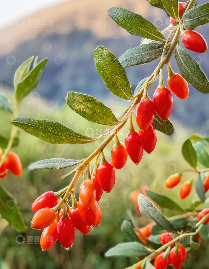 高清大图下载【趣麦麦图】枝上红枸杞，绿叶相映衬