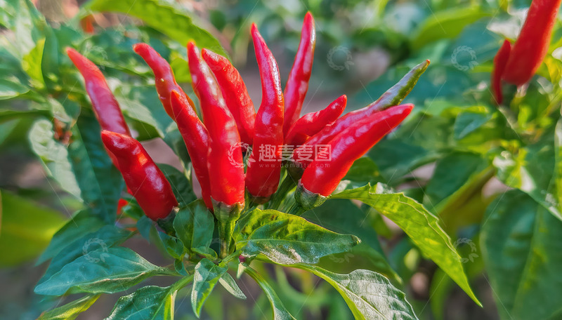 高清大图下载【趣麦麦图】绿叶间艳红饱满的新鲜辣椒