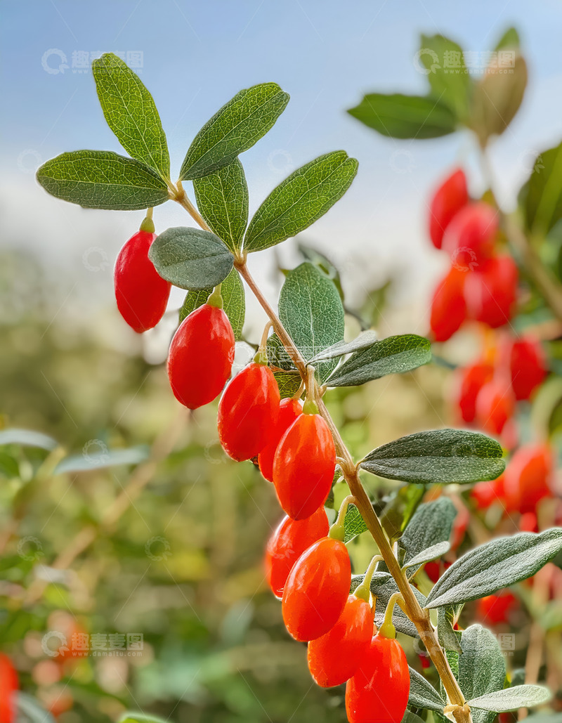 高清大图下载【趣麦麦图】枸杞枝头挂，鲜果艳欲滴