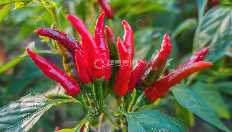 高清大图下载【趣麦麦图】绿叶丛中鲜艳的成熟红辣椒