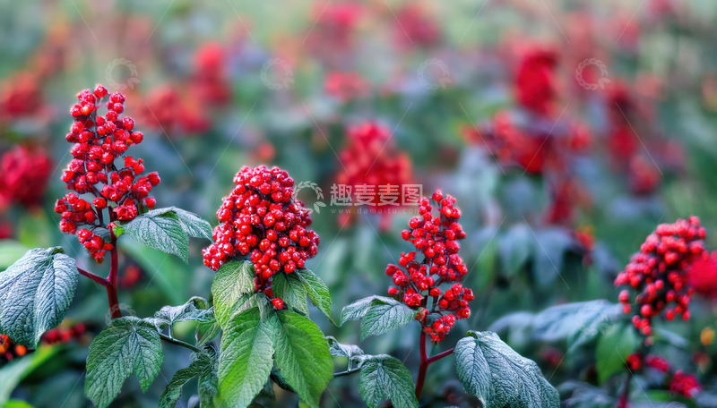 高清大图下载【趣麦麦图】红果绿叶间的人参花艳姿