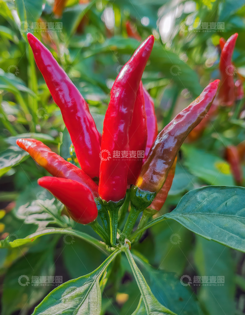 高清大图下载【趣麦麦图】绿叶间色泽诱人的红辣椒