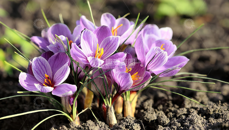 高清大图下载【趣麦麦图】泥土地上盛开的紫色藏红花