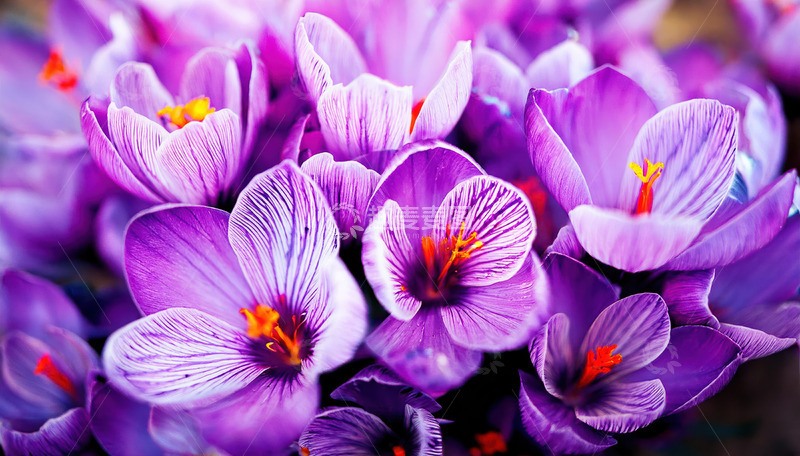 高清大图下载【趣麦麦图】簇拥绽放的紫色藏红花花朵