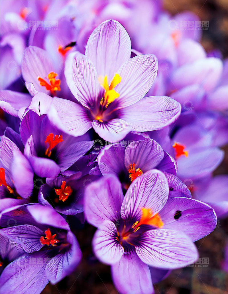 高清大图下载【趣麦麦图】绽放的紫色藏红花尽显生机