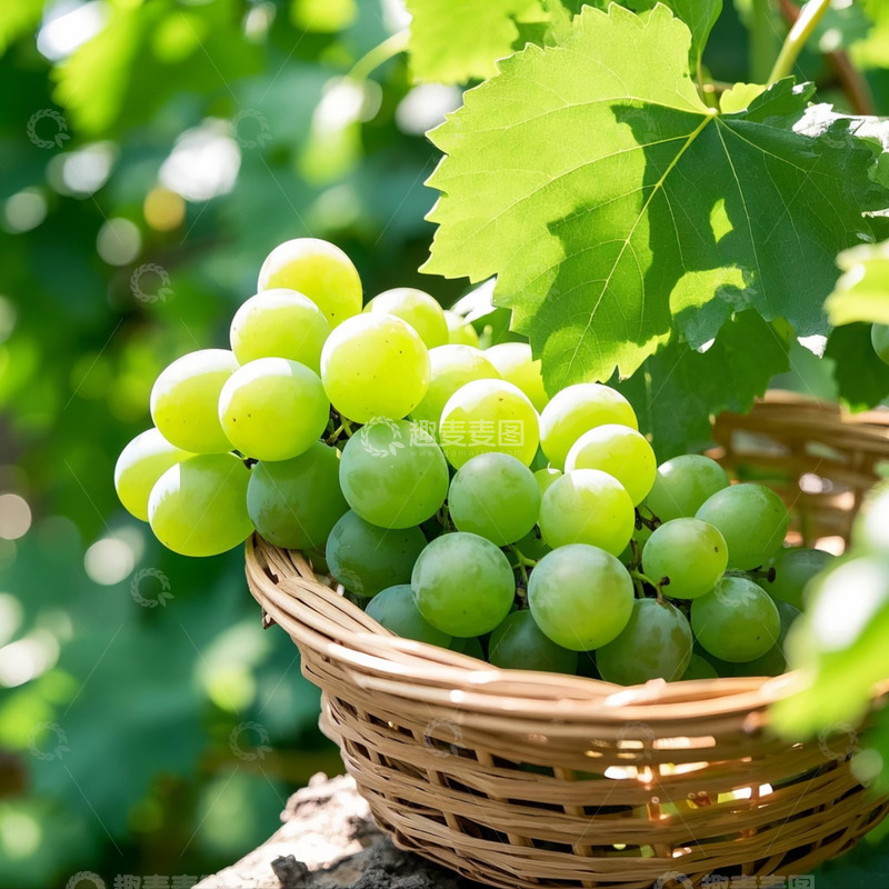 高清大图下载【趣麦麦图】葡萄-水果类