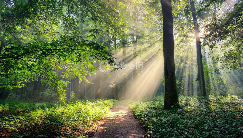 高清大图下载【趣麦麦图】阳光穿透树林洒在林间小径上