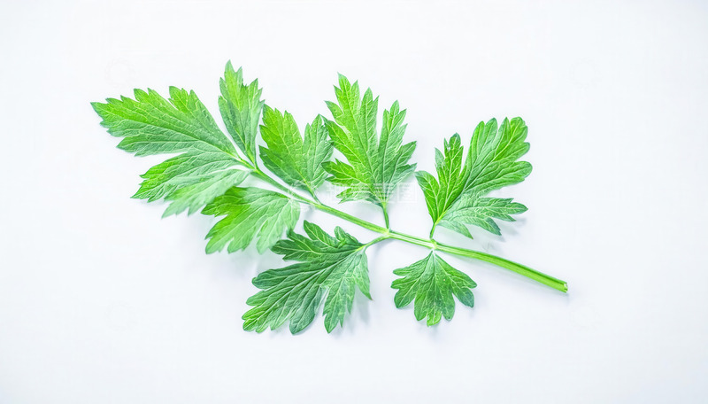 高清大图下载【趣麦麦图】清新艾叶展翠，尽显自然之韵