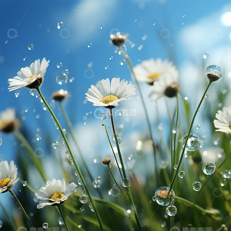 高清大图下载【趣麦麦图】白色露珠小雏菊