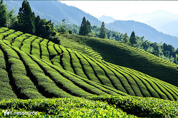 春季种植茶园摄影图