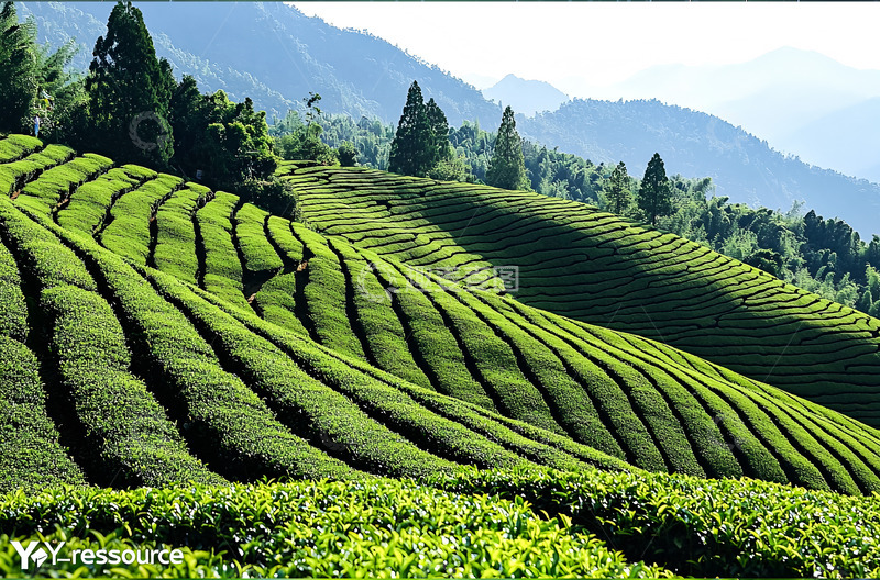 春季种植茶园摄影图