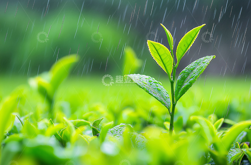 高清大图下载【趣麦麦图】春雨春天茶园摄影图