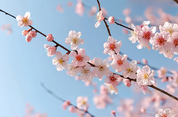 春季桃花植物摄影图