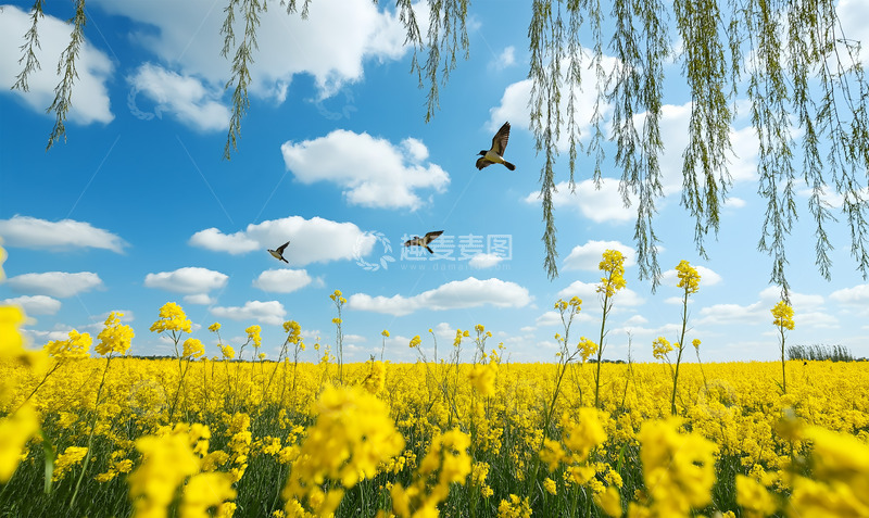 高清大图下载【趣麦麦图】春天立春田野野花摄影图