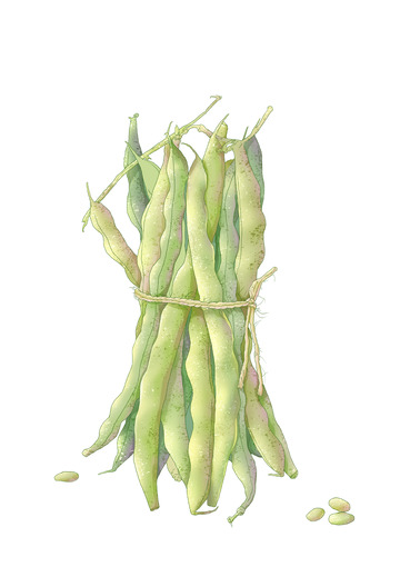 扁平风蔬菜豇豆植物素材毛豆插画