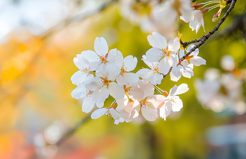 春天早春樱花摄影图
