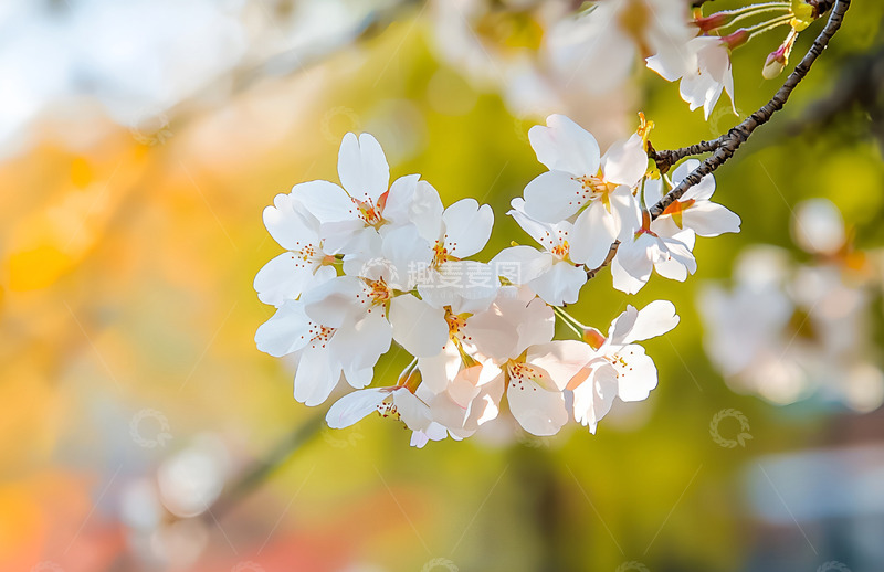 春天早春樱花摄影图