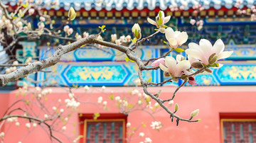 春天中国古建筑前的玉兰摄影图