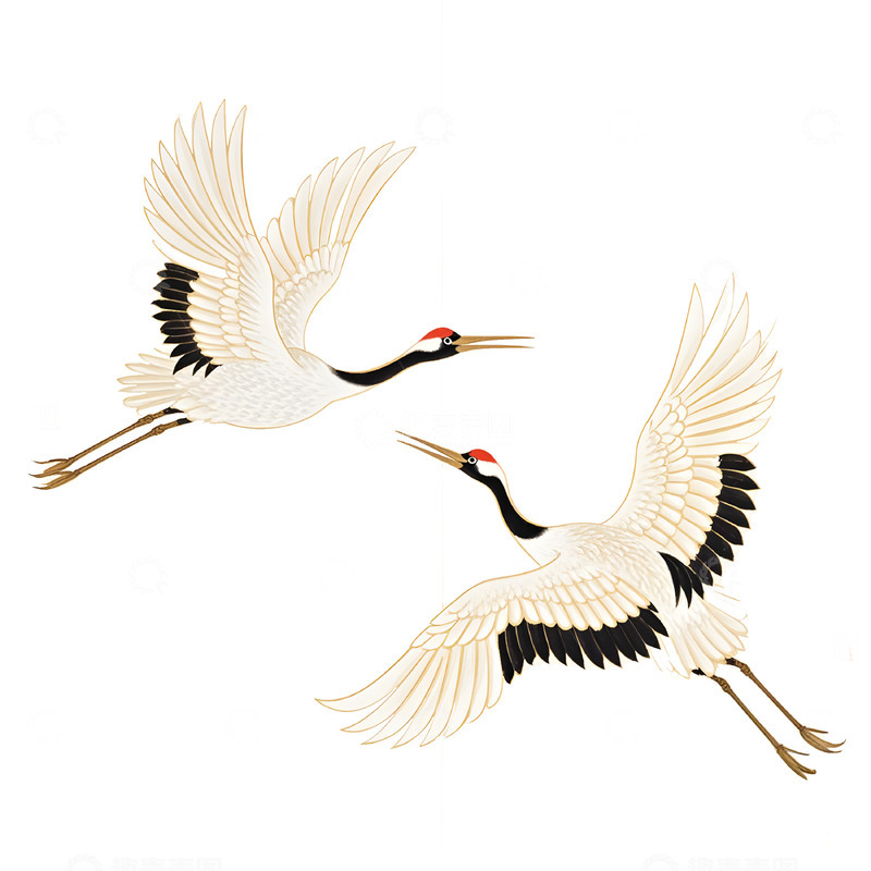 高清大图下载【趣麦麦图】国风丹顶鹤工笔画素材