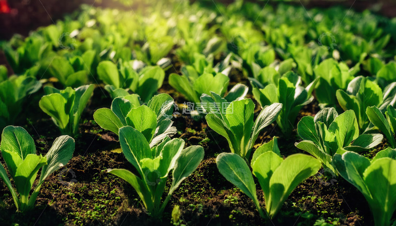 高清大图下载【趣麦麦图】阳光下的嫩绿菜苗生机盎然