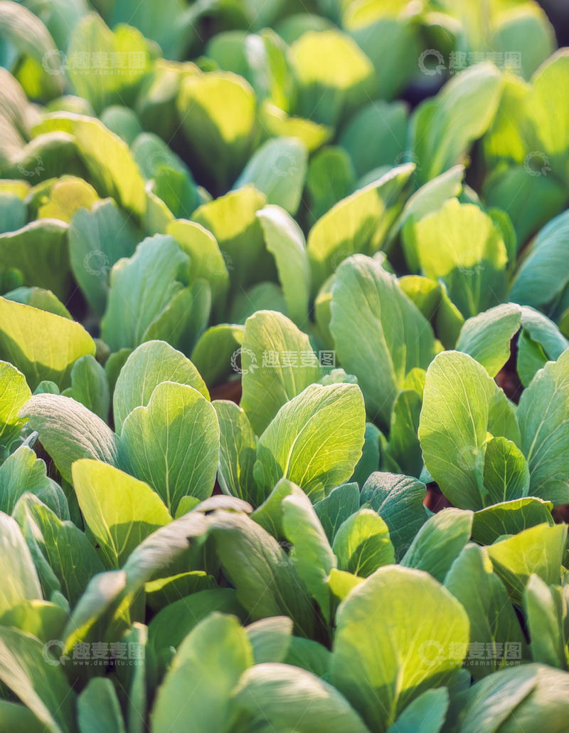 高清大图下载【趣麦麦图】阳光下的嫩绿菜苗生机无限