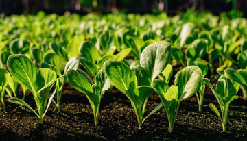 菜苗沐光开启田园新绿篇章