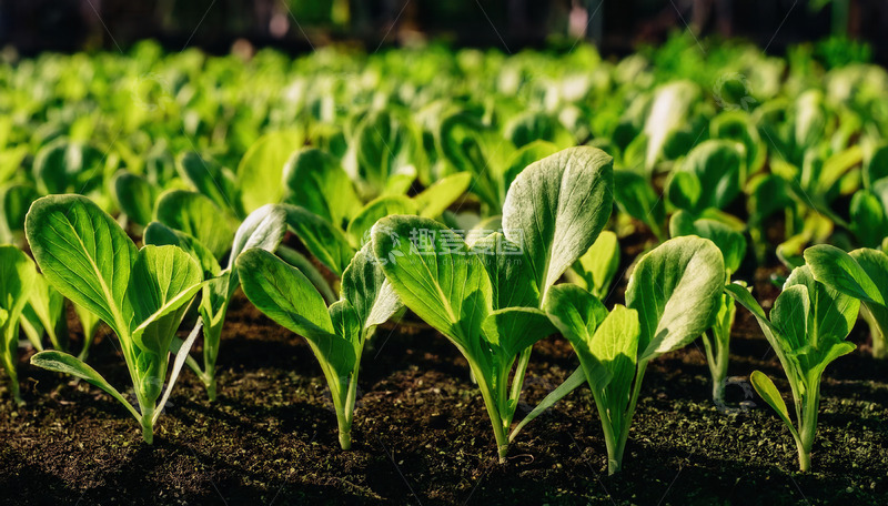 高清大图下载【趣麦麦图】菜苗沐光开启田园新绿篇章