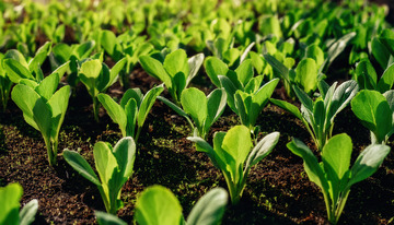 蓬勃绿意新生菜苗展生机