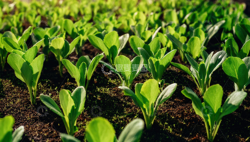 高清大图下载【趣麦麦图】蓬勃绿意新生菜苗展生机