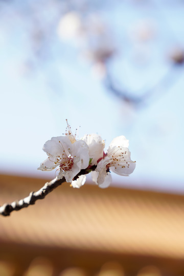 春天故宫静憩斋的杏花绽放