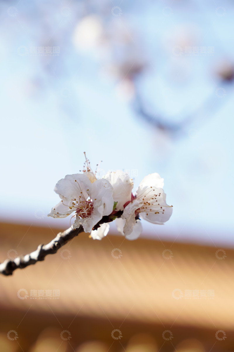 高清大图下载【趣麦麦图】春天故宫静憩斋的杏花绽放