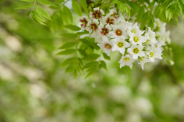 文冠花盛开，官运亨通见者好运