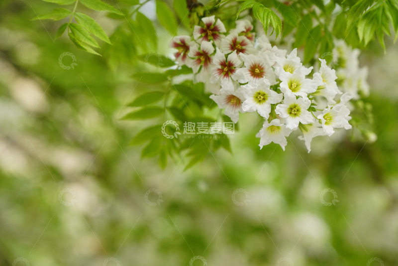 文冠花盛开，官运亨通见者好运