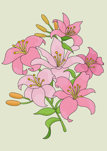 粉色百合花插画