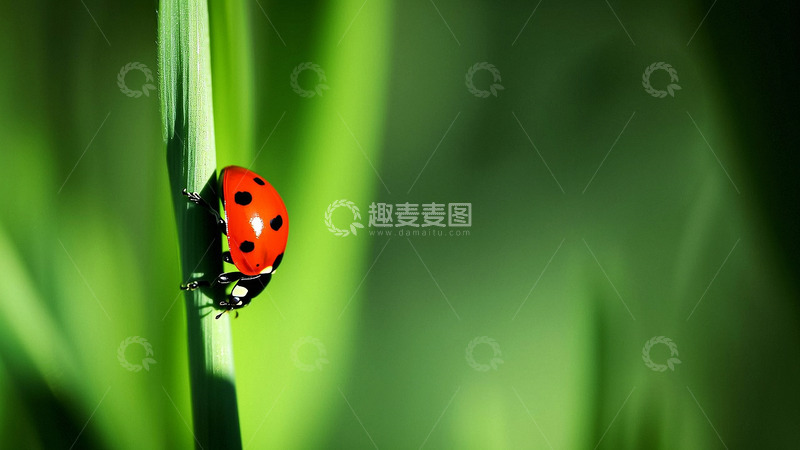 高清大图下载【趣麦麦图】春天绿色清新节气背景3