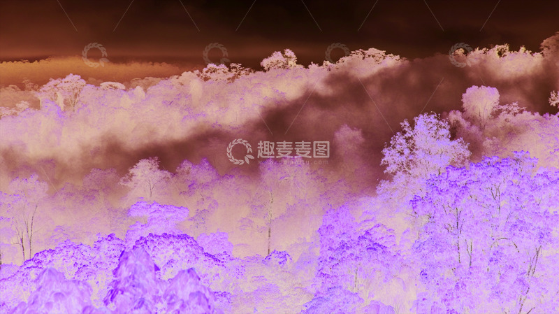 高清大图下载【趣麦麦图】雾海 森林 植被 