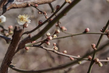 明城墙遗址公园梅花初开