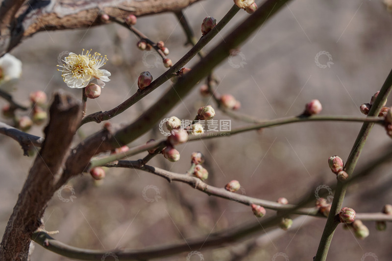 高清大图下载【趣麦麦图】明城墙遗址公园梅花初开