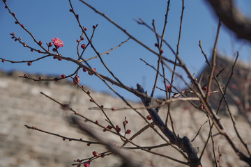 明城墙遗址公园梅花初开1
