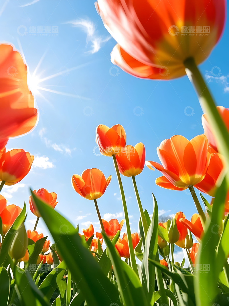 高清大图下载【趣麦麦图】春天蓝天背景郁金香花海