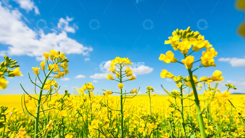高清大图下载【趣麦麦图】春天的油菜花油菜花田2