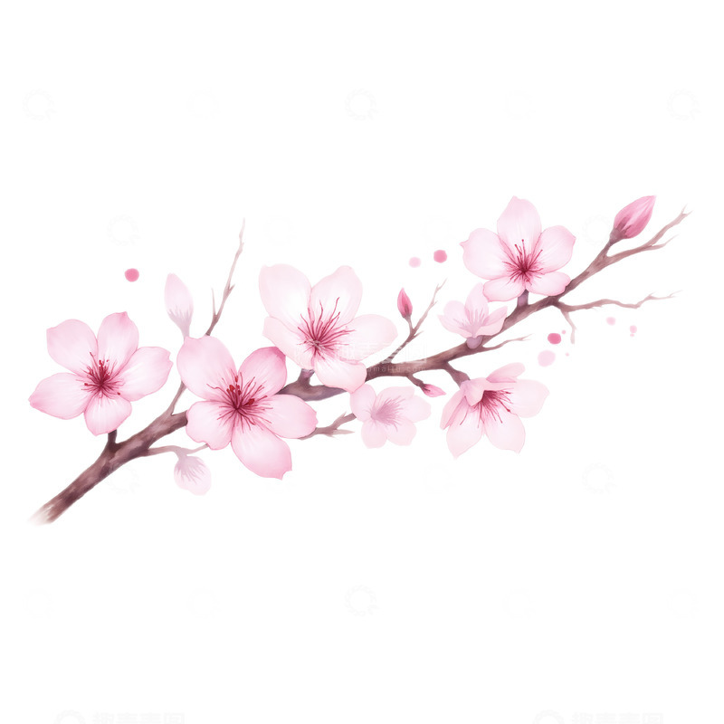 高清大图下载【趣麦麦图】樱花花枝水彩插画素材