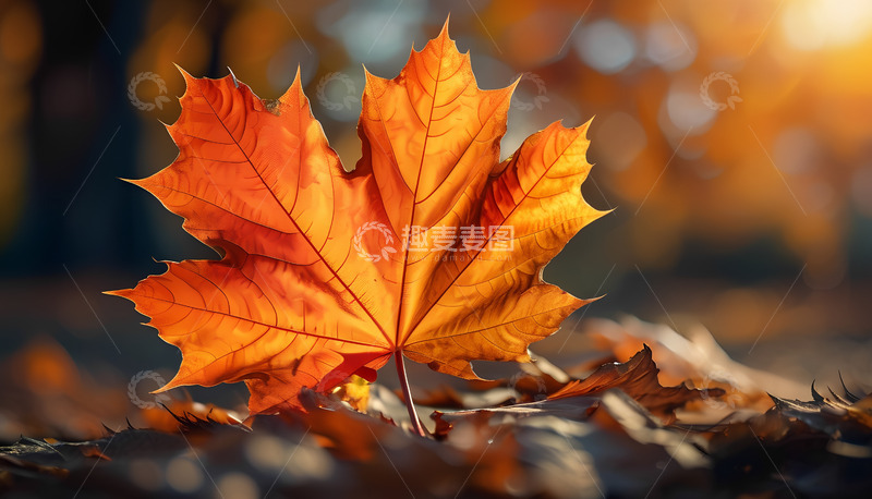 高清大图下载【趣麦麦图】秋天的枫叶落叶摄影图