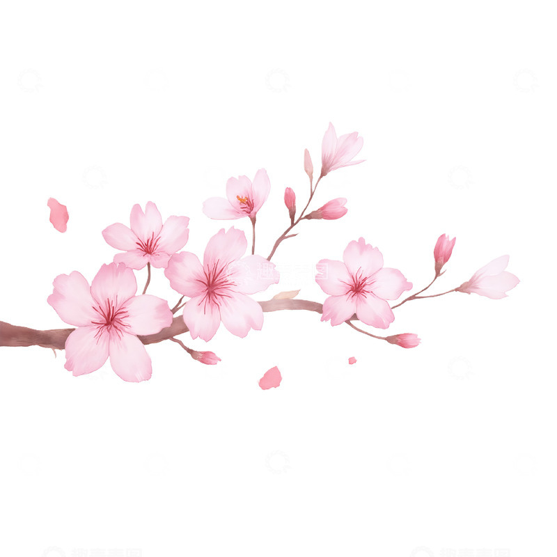 高清大图下载【趣麦麦图】樱花花枝插画素材