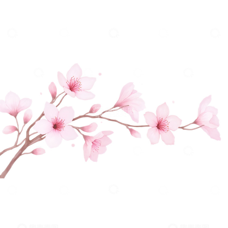 高清大图下载【趣麦麦图】樱花花枝插画素材1