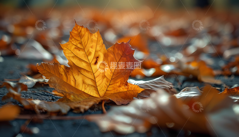 秋天的枫叶落叶摄影图1