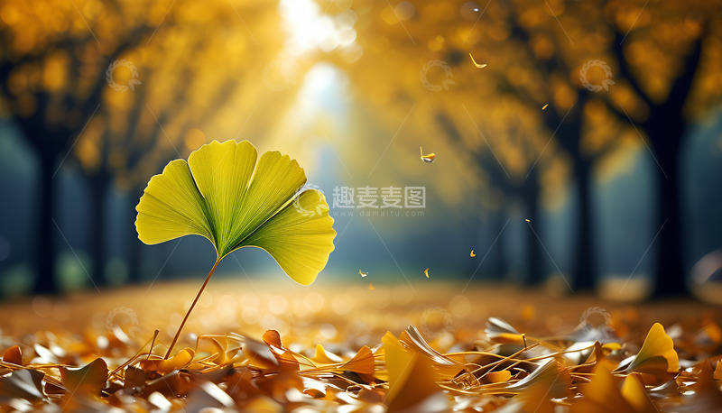 高清大图下载【趣麦麦图】秋天的银杏叶摄影图