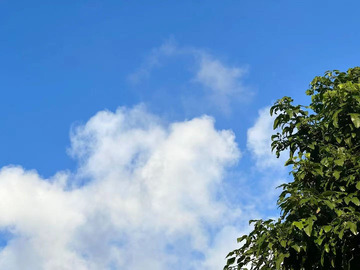 天空与树、我与夏天